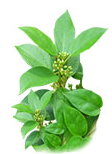Tonerin ingredients