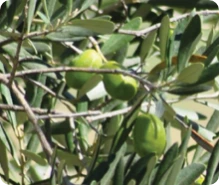 Lipid Control Plus Ingredienti