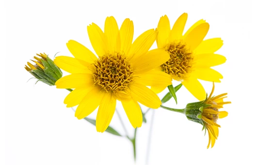 Expansil Cream Ingredienti