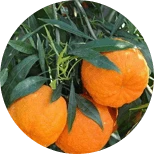 Fast Burn Extreme concentrazione