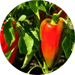 Fast Burn Extreme accelera il metabolismo