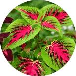 Fast Burn Extreme composizione