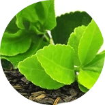 Fast Burn Extreme Ingredienti