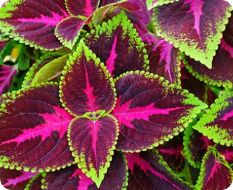 NuviaLab Keto Ingredienti