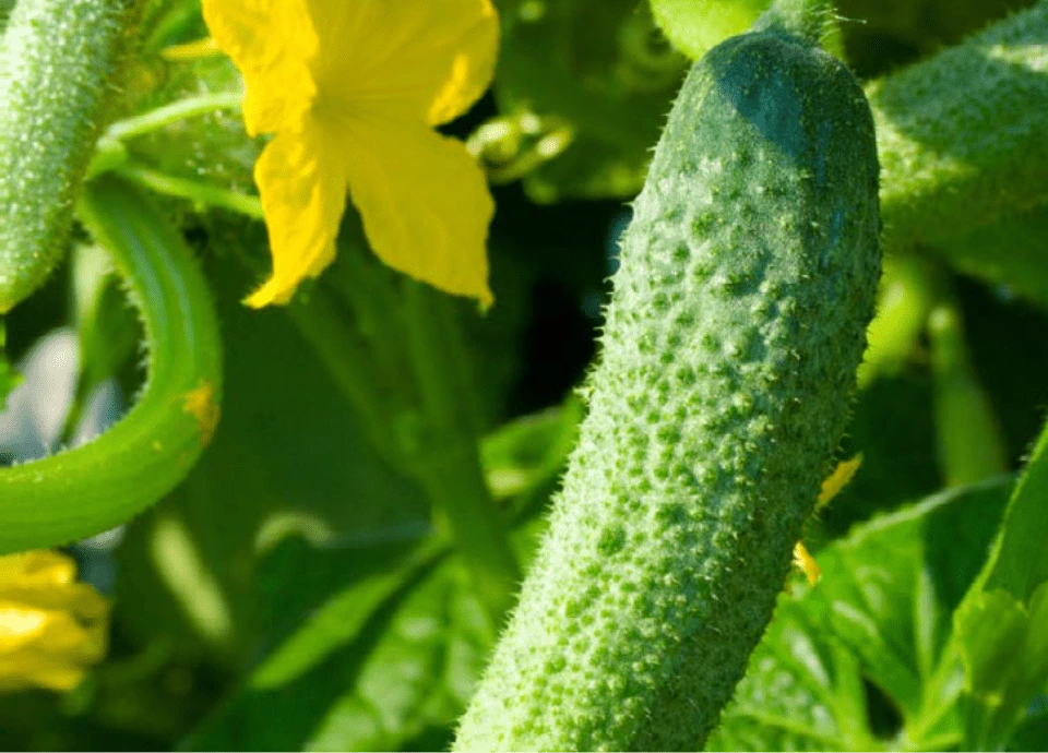 NuviaLab Sugar Control riduzione dello zucchero