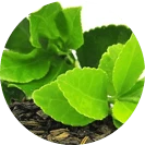 Probiosin Plus energia