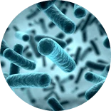 Probiosin Plus Ingredienti