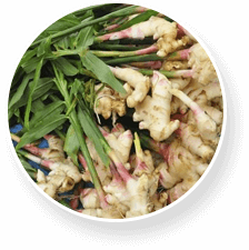 Proflexen flessibilità