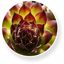 Proflexen ossa e articolazioni