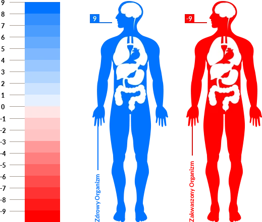 Spirulin Plus Come funziona